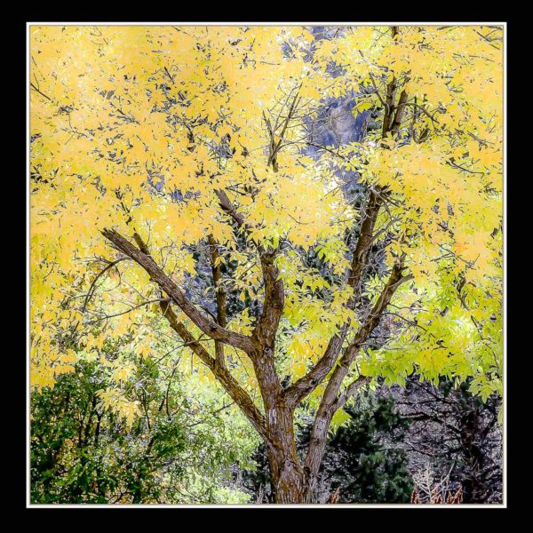 Cottonwood Portrait, Vail, CO